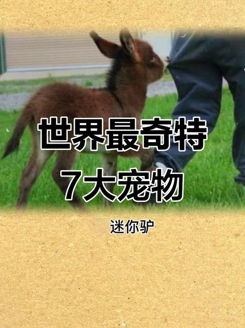 快手百万播放量_快手买热门_奇葩宠物快手热门